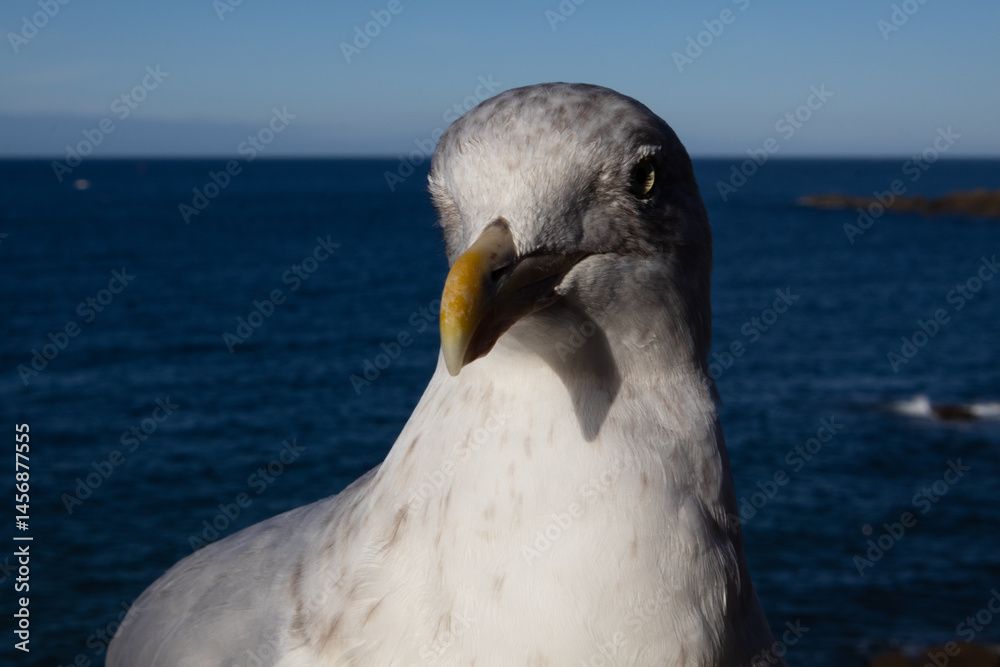 seagull on the pier