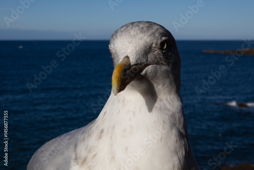 seagull on the pier