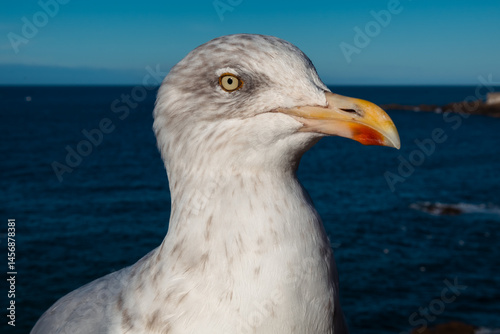 Obraz na płótnie seagull on the pier w salonie
