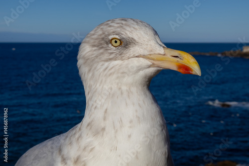 seagull on the pier