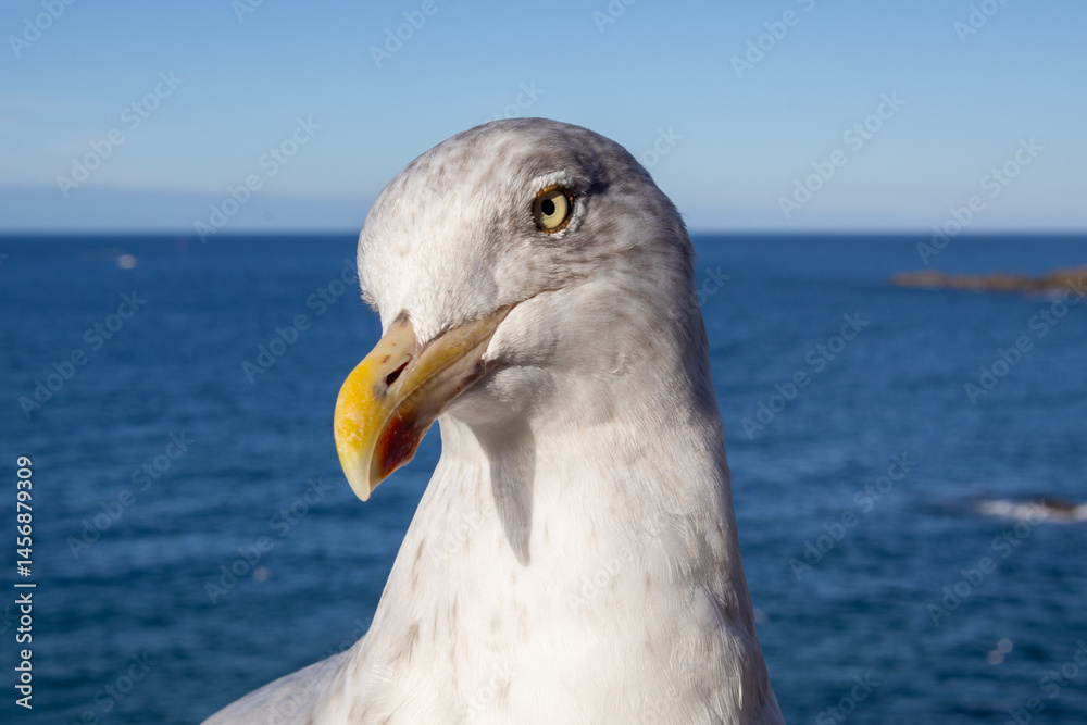seagull on the pier