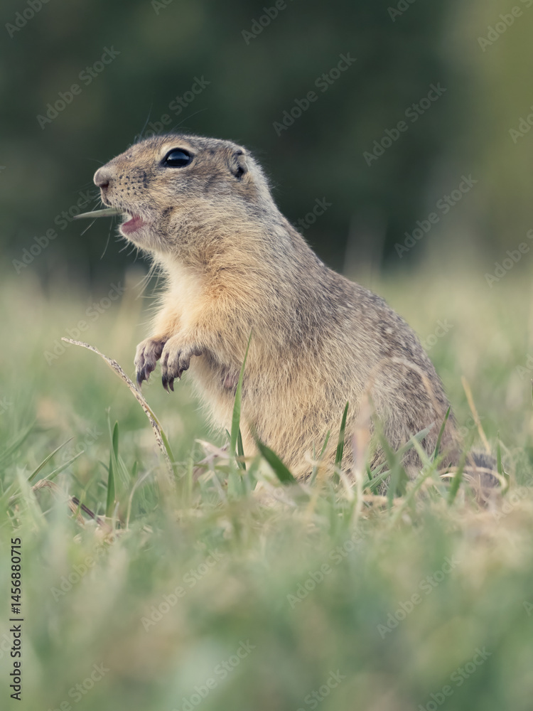 Naklejka premium A prairie dog standing on its hind legs on a grassy lawn