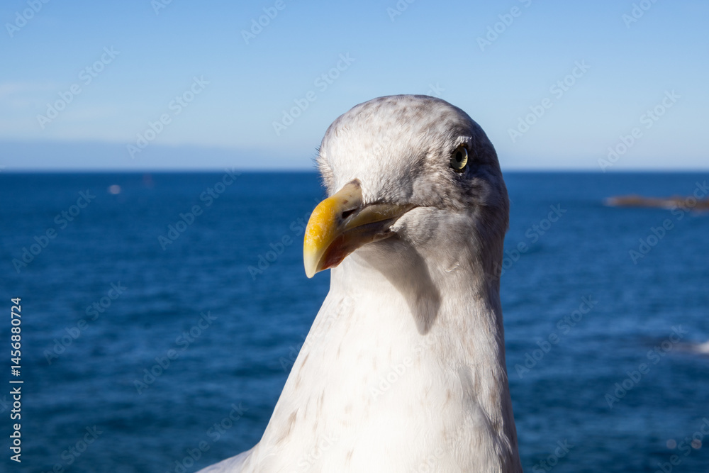 seagull on the pier