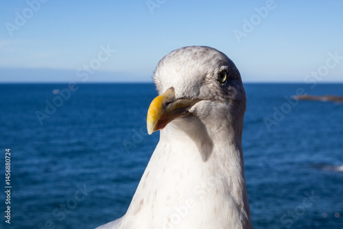 Obraz na płótnie seagull on the pier w salonie