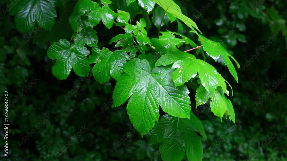 Frische grüne Ahorn Blätter im Wald, Wind und Regen im Frühling, Vegetation im Stadtwald von Zürich