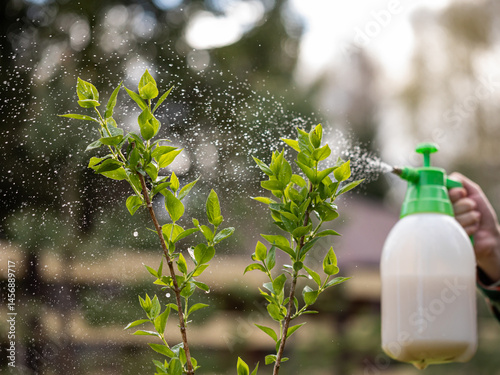 Garden pump sprayer. The gardener sprays apple tree in the garden with a spray bottle. Pest control concept. Caring for garden plants.