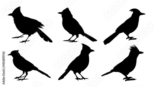 set of blue jay birds silhouette vector on tranparent background
