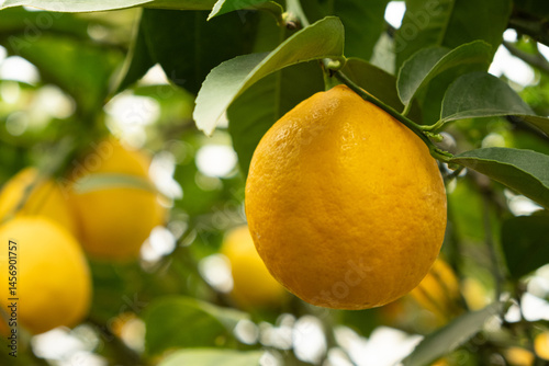 Canvas-taulu Fresh Yellow Lemons Ripening on Meyer Lemon Tree
