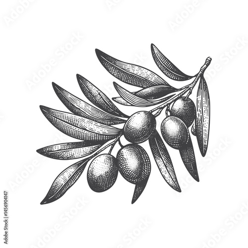 Hand - drawn Black and white Olives and Leaves and Branches silhouette vector illustration isolated on a white background