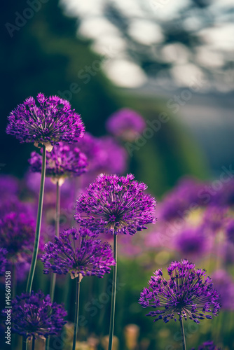 Colourful blooming flowers