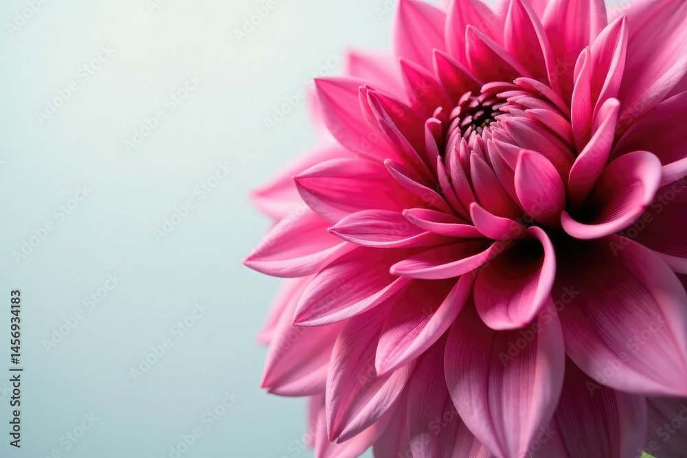 Intricate dahlia blooms, vibrant colors, close-up view, textile, decorative, dahlia