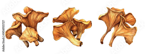 Set of dried mushrooms png. Watercolor narrowed chanterelles for food. Autumn mushroom preparations. Concept of winter mushroom preparations. Vector illustration