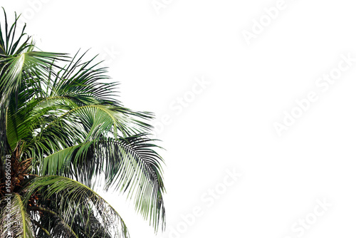 Fototapeta Naklejka Na Ścianę i Meble -  palm tree on white background