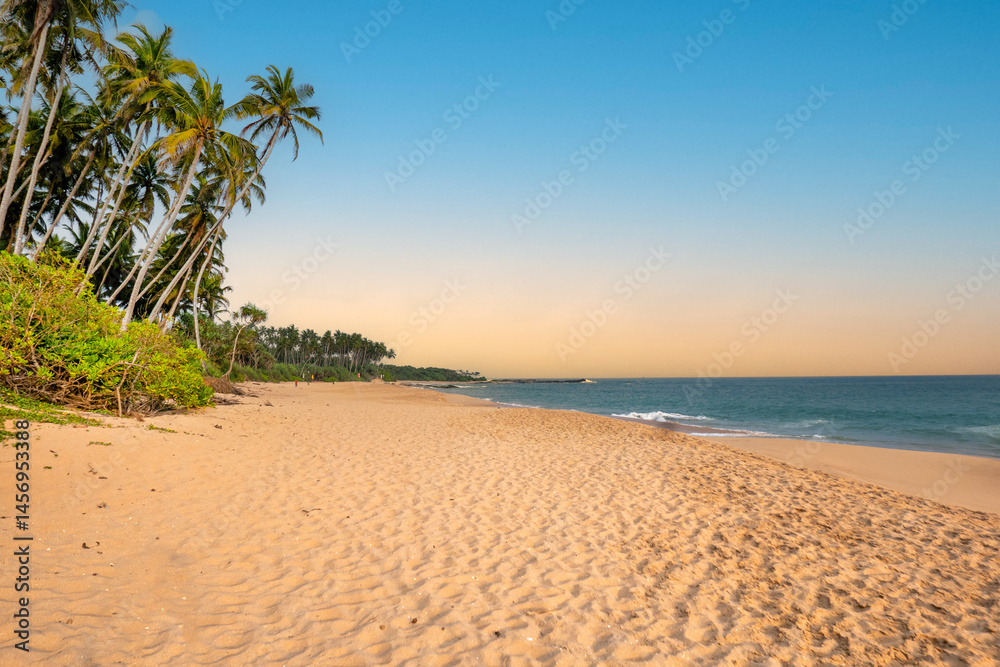 beach landscape in Negombo, Sri Lanka with empty sand beach and palm trees