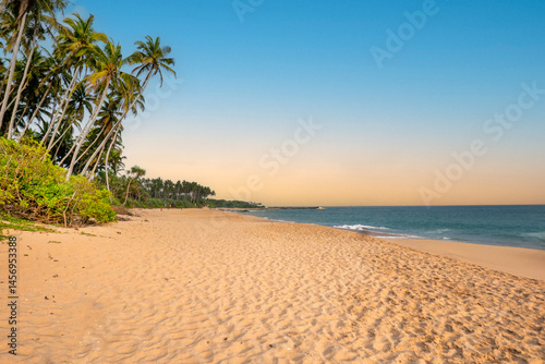 Obraz na płótnie beach landscape in Negombo, Sri Lanka with empty sand beach and palm trees w salonie