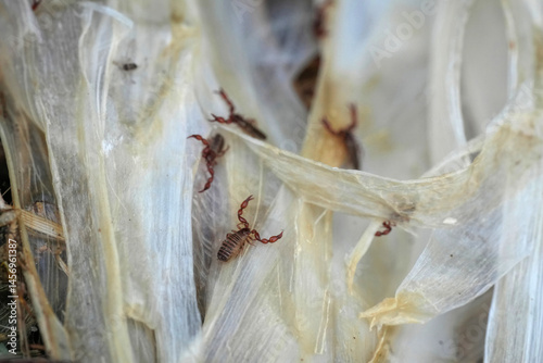 Extreme closeup on the very small Pseudoscorpions on a compast heap in the garden photo