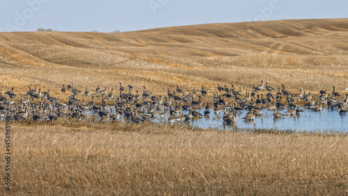 Canvas Print Greater white-fronted geese during spring migration