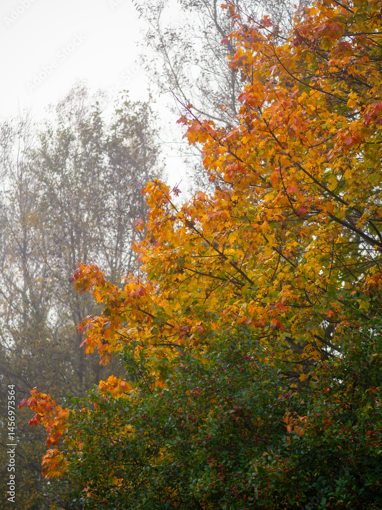 A tree with bright orange and yellow leaves is the main focus of the image. Moody fall or autumn scene with natural colors of nature. Selective focus.