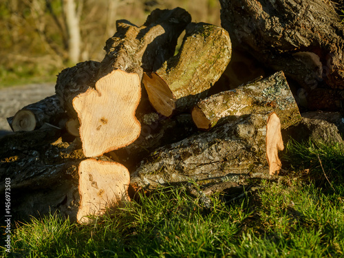 Obraz na płótnie A pile of wood logs in a grassy field. The logs are stacked in a way that they form a triangle. The sun is shining on the logs, creating a warm and inviting atmosphere. Park maintenance. w salonie