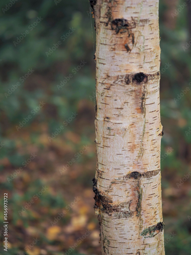 Birch tree in focus, forest in a mist out of focus. Calm and relaxing nature scene. Fog in a park. Nobody.
