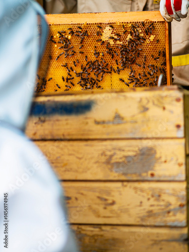 Wooden frame with honeycomb is being inspected by beekeeper for quality control. Production of fine organic natural product. Popular hobby and agriculture business. Selective focus.