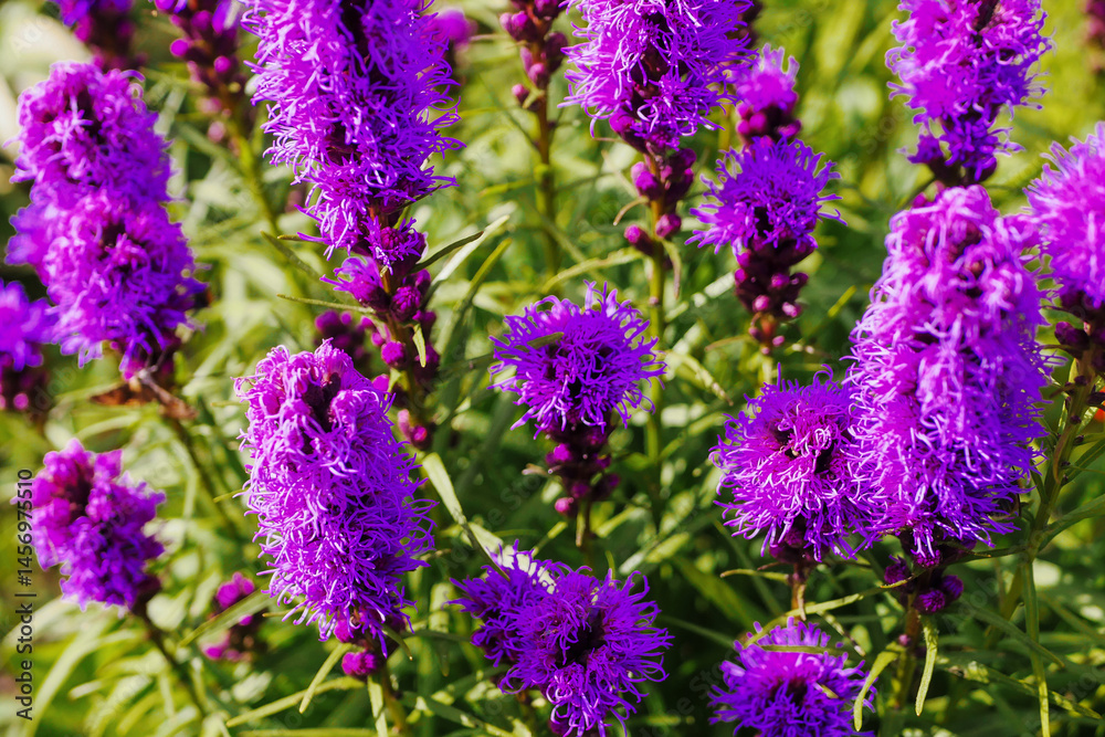 A bunch of purple flowers with green leaves. The flowers are in a field and are very pretty. Colors and shapes of nature concept. Summer bloom time.