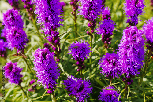 Obraz na płótnie A bunch of purple flowers with green leaves. The flowers are in a field and are very pretty. Colors and shapes of nature concept. Summer bloom time. w salonie