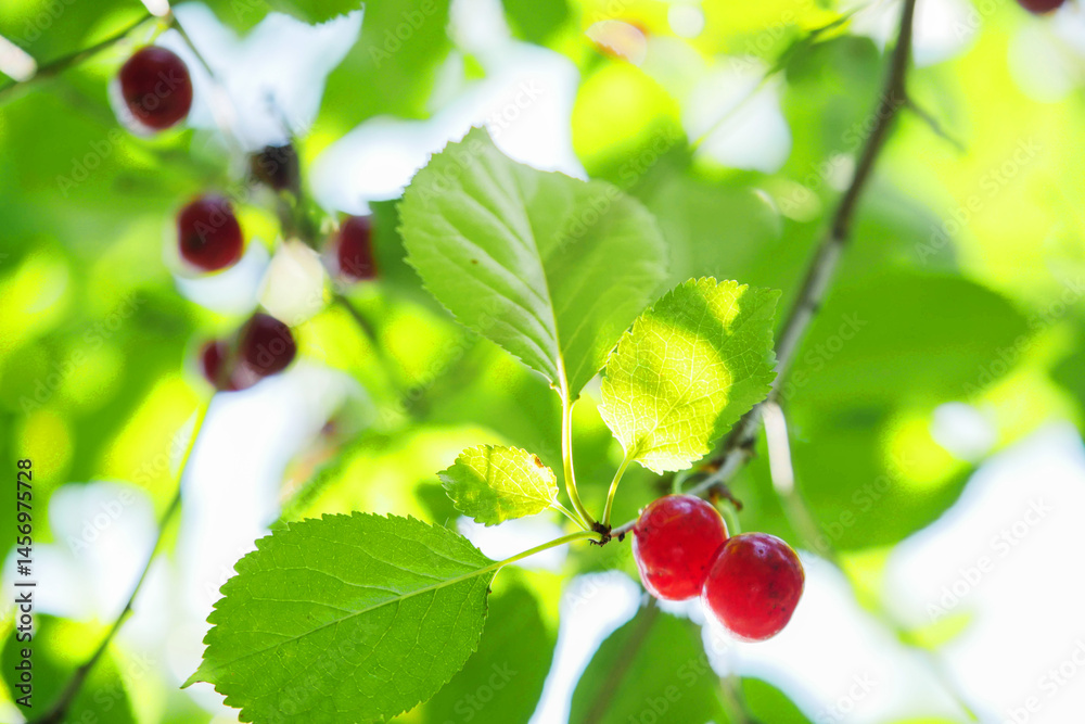 Fresh ripen cherry berry hanging on a tree branch. Warm glowing leaf in the background. Summer time vibe. Juicy fruit ready for collection. Agriculture industry. Nobody. Selective focus.