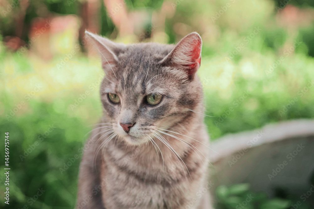 Portrait of a grey cute tabby cat, summer country side out of focus in the background. The model has green Irish eyes reflecting surrounding nature.
