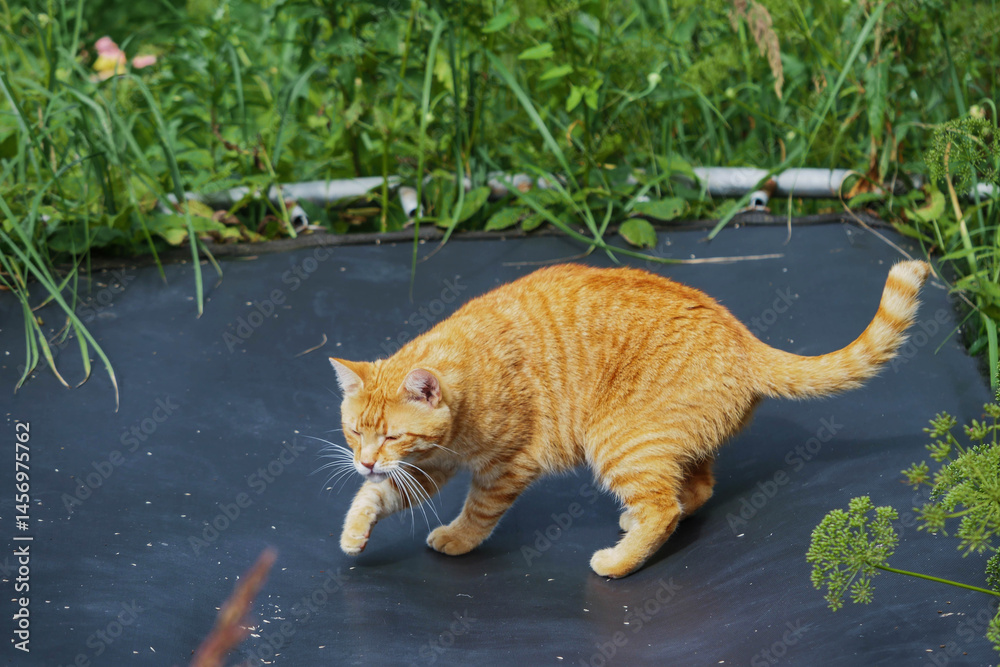 Ginger tabby cat walking on jumping trampoline which is standing in tall dense green grass.