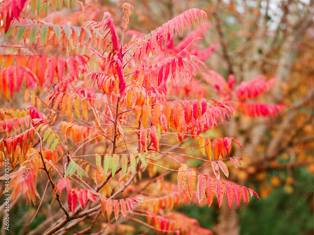 A tree with red leaves is in the foreground. The leaves are wet and the tree is surrounded by a cloudy sky, fall or autumn season concept.