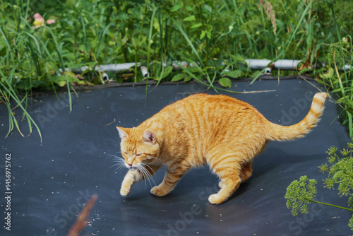 Obraz na płótnie Ginger tabby cat walking on jumping trampoline which is standing in tall dense green grass. w salonie