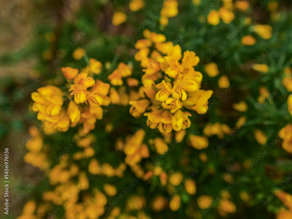 A bunch of yellow flowers with green leaves. The flowers are in full bloom and are very bright