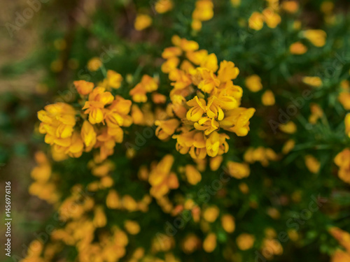 Obraz na płótnie A bunch of yellow flowers with green leaves. The flowers are in full bloom and are very bright w salonie