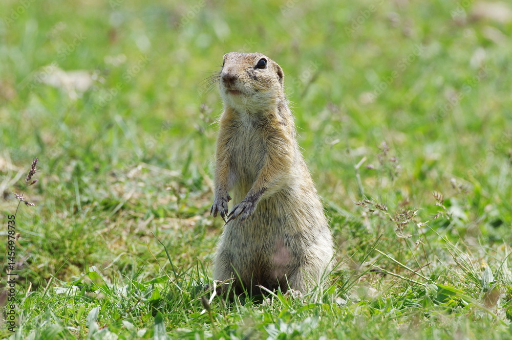 Naklejka premium ground squirrel looking curiously. Spermophilus citellus