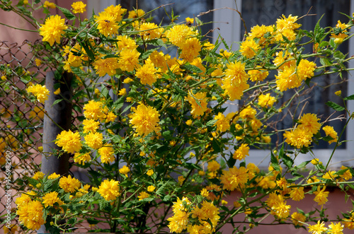 Kerria, Japanese Kerria blossom bush, yellow flowers is a deciduous shrub of ...