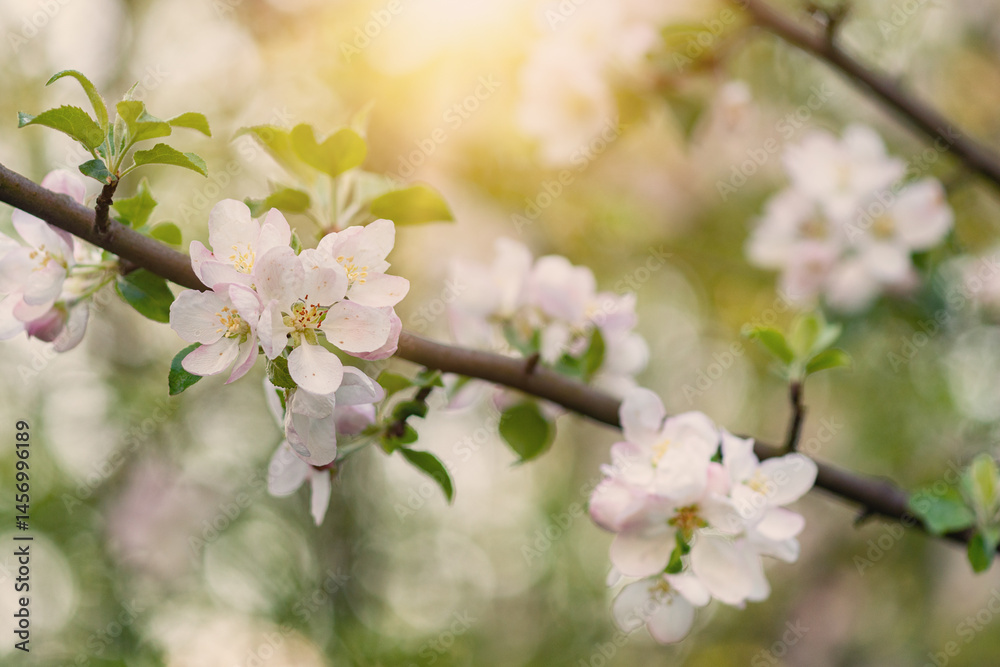 Obraz premium A photo of delicate pink and white apple blossoms on a softly blurred spring background with warm sun glare. Suitable for banner and poster design, website design, projects related to nature.