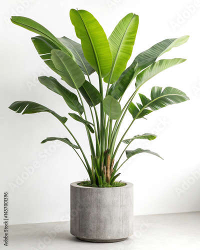 Large Bird of Paradise Plant in a Grey Concrete Pot
