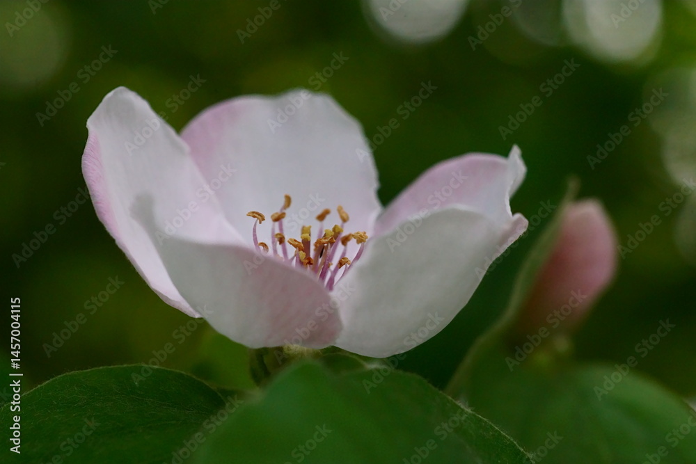 Obraz premium The revival of nature; close-up photo of a quince flower; Cydonia Oblonga 