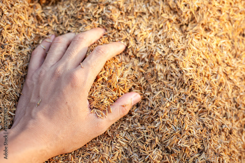 Soil and rice plants for cultivation, tree care, farmers. Expert hands are examining the soil in his field.