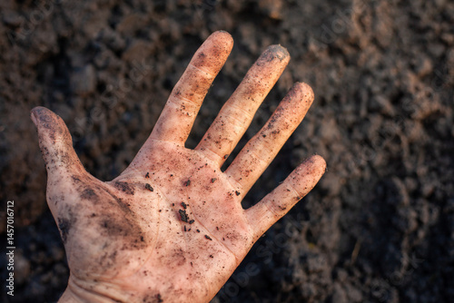 Soil and rice plants for cultivation, tree care, farmers. Expert hands are examining the soil in his field.