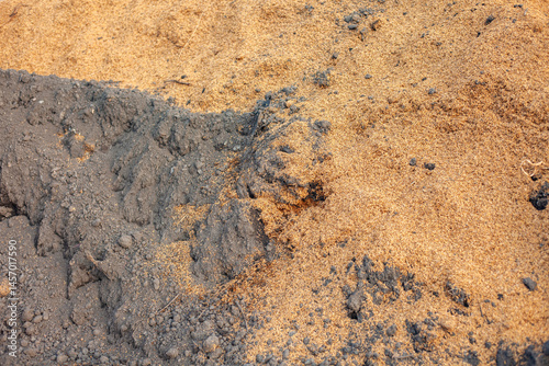 Soil and rice stalks for cultivation. Top view of fertile soil in the garden. Background texture.
