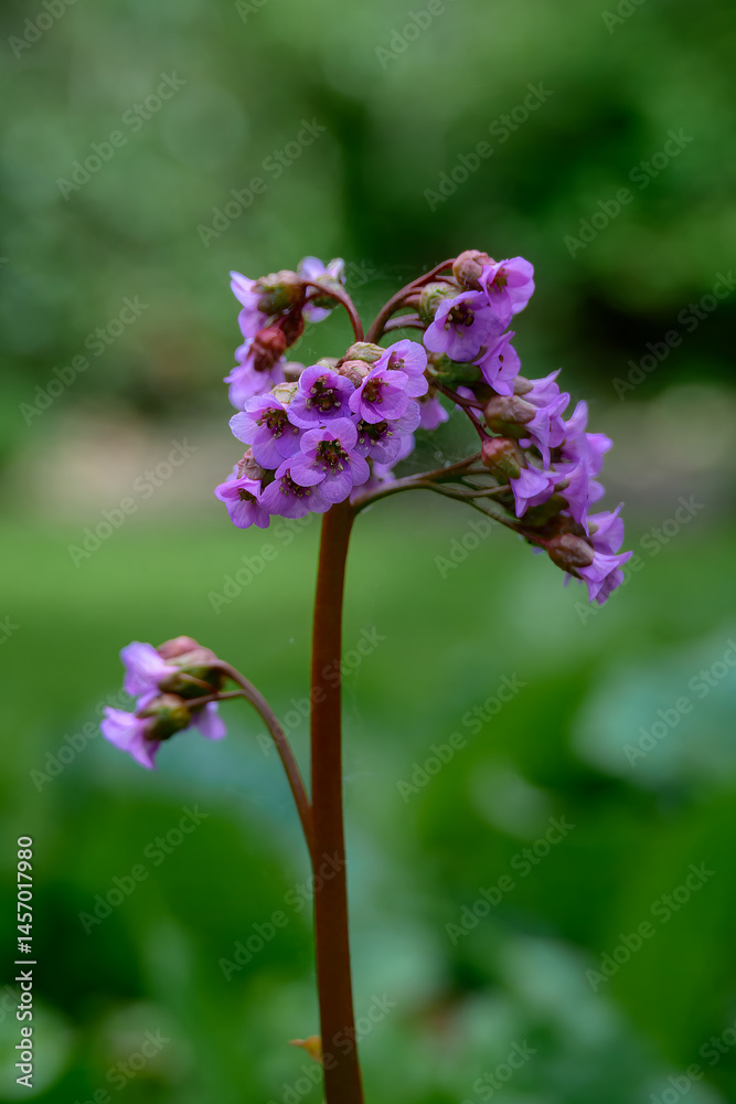 Fototapeta premium close up of pretty pink flowers of bergenia crassifolia elephant ears with a blurred green background