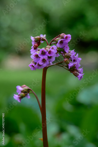 close up of pretty pink flowers of bergenia crassifolia elephant ears with a blurred green background photo