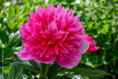 close up of beautiful bright pink peony flower
