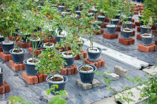 flower pots in a garden. Growing roses in the agricultural industry. Modern agriculture. A garden with colorful flower pots on a wooden balcony, lit by sunlight and naturally beautiful.