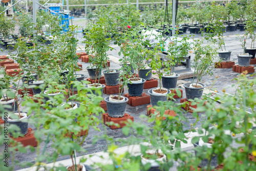 flower pots in a garden. Growing roses in the agricultural industry. Modern agriculture. A garden with colorful flower pots on a wooden balcony, lit by sunlight and naturally beautiful.