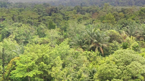 Dense tropical rainforest canopy near Temerloh, Pahang, Malaysia with a vibrant mix of lush green foliage, tall trees and wild undergrowth, captured under partly cloudy skies in untouched nature. 4k