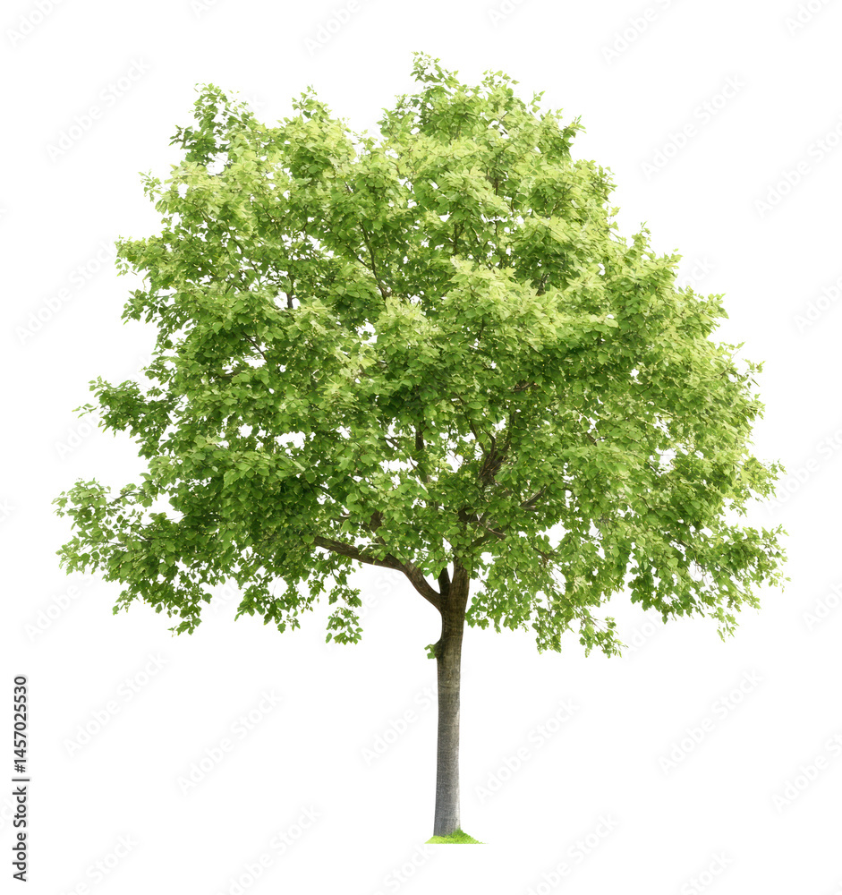 Fototapeta premium PNG Real summer tree isolated green environment.