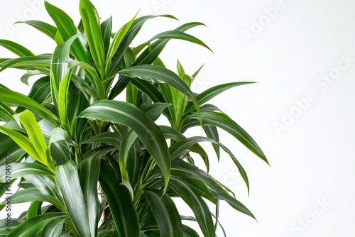 Close-up of a vibrant houseplant with lush foliage.